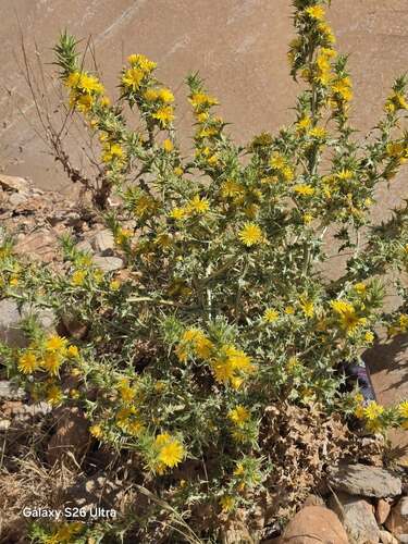 common golden thistle