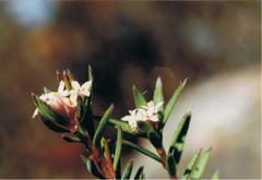 Pimelea suteri