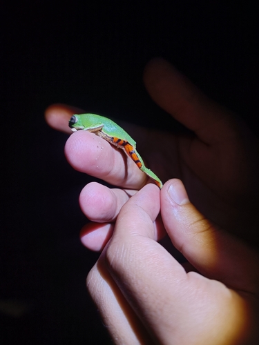 Northeastern Brazilian Leaf Frog