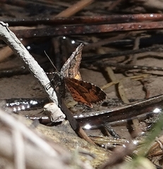 Epirrhoe plebeculata