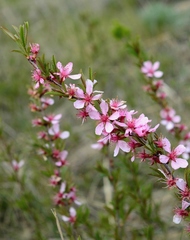 Prunus tenella