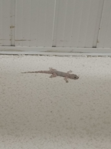 Tropical House Gecko