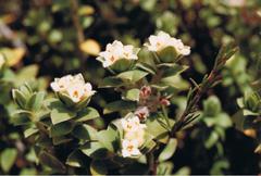 Pimelea villosa
