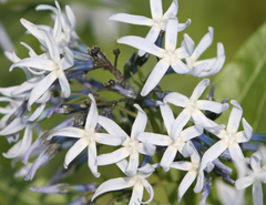 Amsonia repens