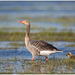 European Greylag Goose - Photo (c) Martha de Jong-Lantink, some rights reserved (CC BY-NC-ND)