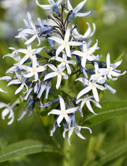 Amsonia repens