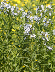 Amsonia repens