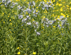 Amsonia repens