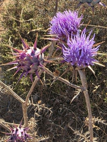 Cynara cyrenaica
