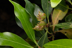 Illicium anisatum