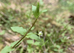 Stellaria crispa