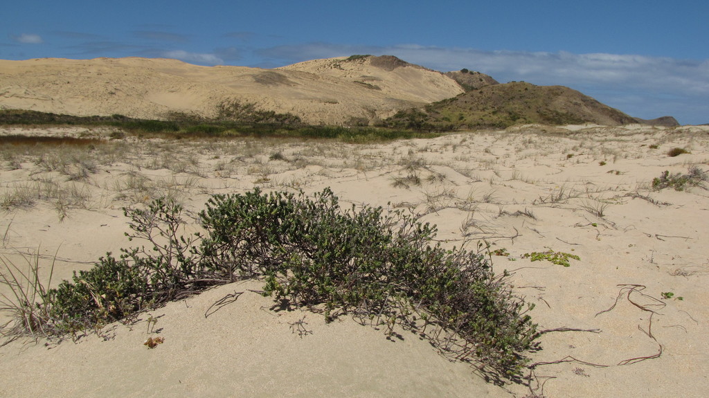 Pimelea villosa, Cape Reinga, New Zealand, by harrylurling