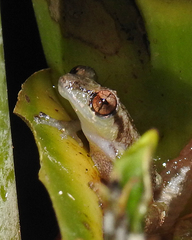 Pristimantis ridens