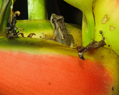 Pristimantis ridens