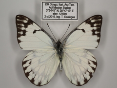 Belenois gidica