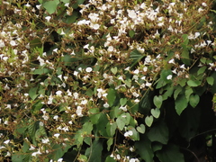 Tridynamia spectabilis