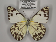 Belenois gidica