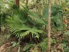 Livistona chinensis