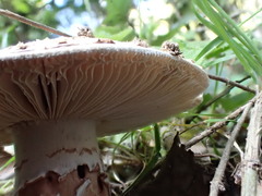 Amanita novinupta