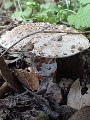 Amanita novinupta