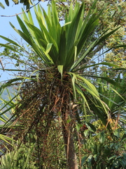 Dracaena cochinchinensis
