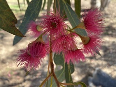 Eucalyptus leucoxylon leucoxylon