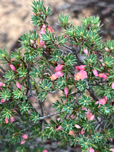 brush heath