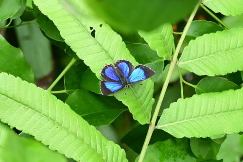 Eastern Azure Sapphire