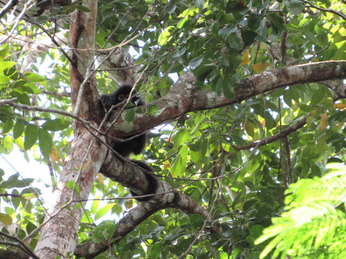Mexican Spider Monkey