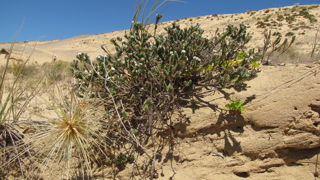 Pimelea villosa, Cape Reinga, New Zealand, by harrylurling