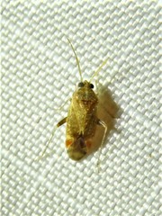 Hamatophylus guttulosus