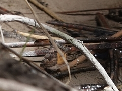 Epirrhoe plebeculata