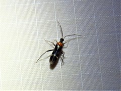 Pseudoxenetus regalis