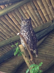 Bubo