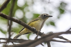 Vireo cassinii lucasanus