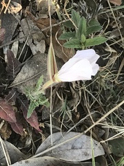 Oenothera tetraptera