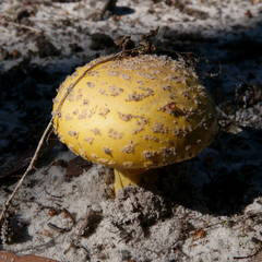 Amanita flavella