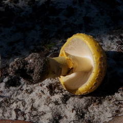 Amanita flavella