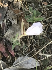 Oenothera tetraptera