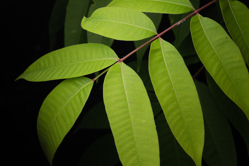 Toxicodendron sylvestre
