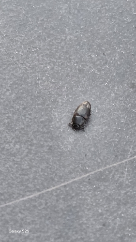 Urophorus humeralis, 2026-06-15