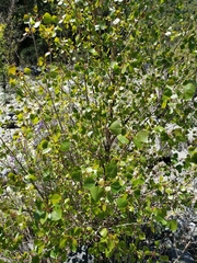 Populus fremontii fremontii