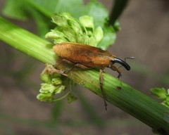 Lixus concavus