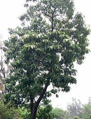 Aleurites moluccanus