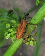 Lixus concavus