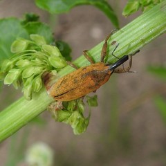 Lixus concavus