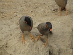 Acridotheres ginginianus