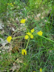 Lomatium marginatum marginatum