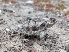 Phrynosoma coronatum