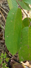 Dipterocarpaceae
